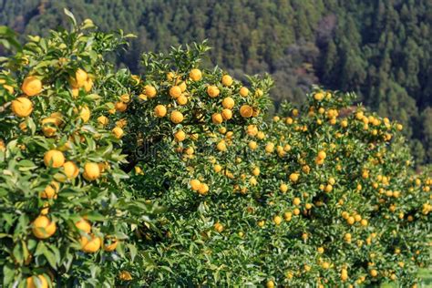 Yuzu on the tree stock image. Image of sour, yellow, scene - 61882161