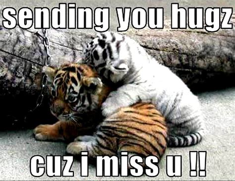 funny animal pictures with captions | tiger funny - Animal Humor Photo ...