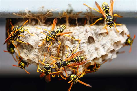 2 Reasons to Leave a Wasp Nest in Your Yard