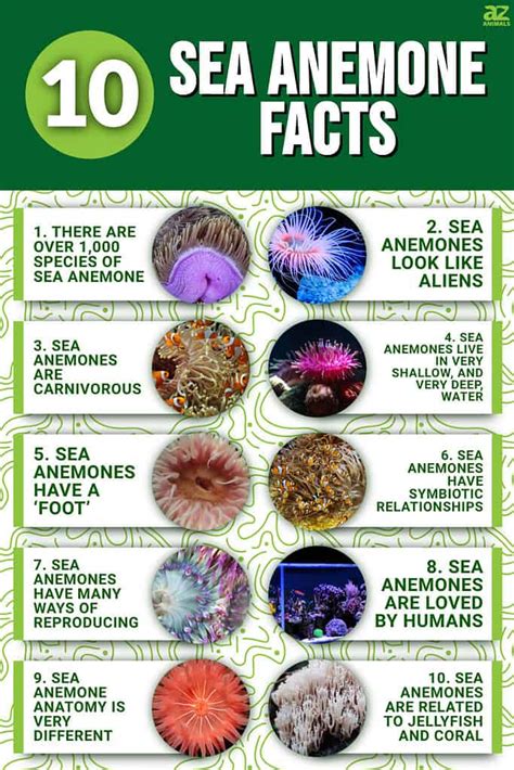 10 Incredible Sea Anemone Facts - A-Z Animals