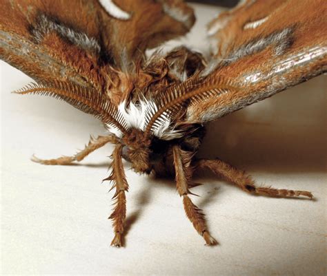 Moth(ra) | Family Saturniidae. ~5in wingspan(!) | Colin Brown | Flickr