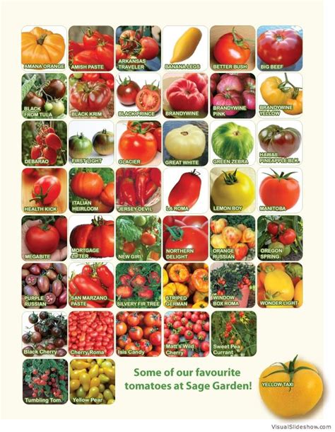 Tomato Chart | Types of Tomatoes, Heirloom Tomato Seeds