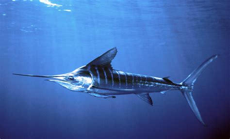 Wild Oceans Builds Striped Marlin Coalition - Wild Oceans