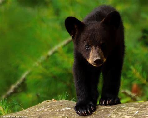 Who's bringing the picnic then? Black bear cubs WERE in for a surprise ...