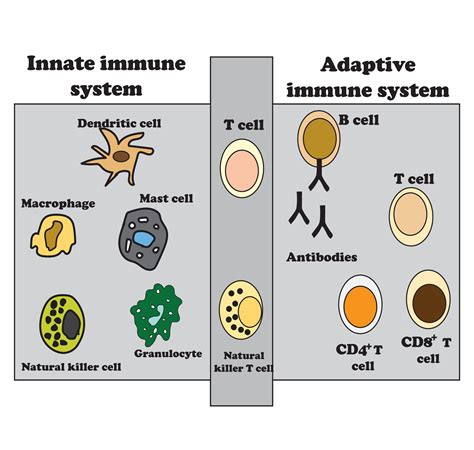 The innate and adaptive immune system diagram, Immunity infection ...