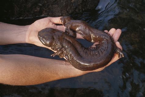 U.S. Giant Salamanders Slipping Away: Inside the Fight to Save the ...