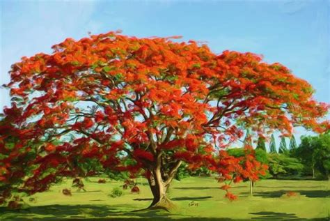 Flamboyan Royal Poinciana Painting by Yiries Saad