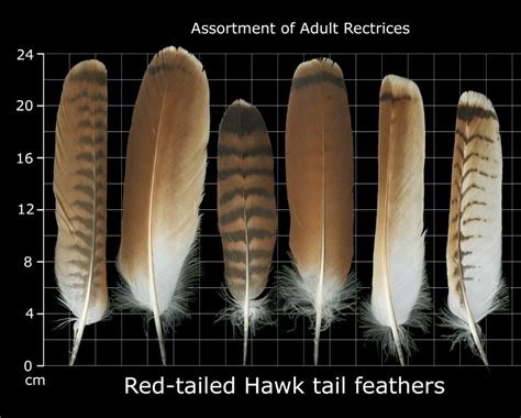 The Feather Atlas - Feather Identification and Scans - U.S. Fish and ...