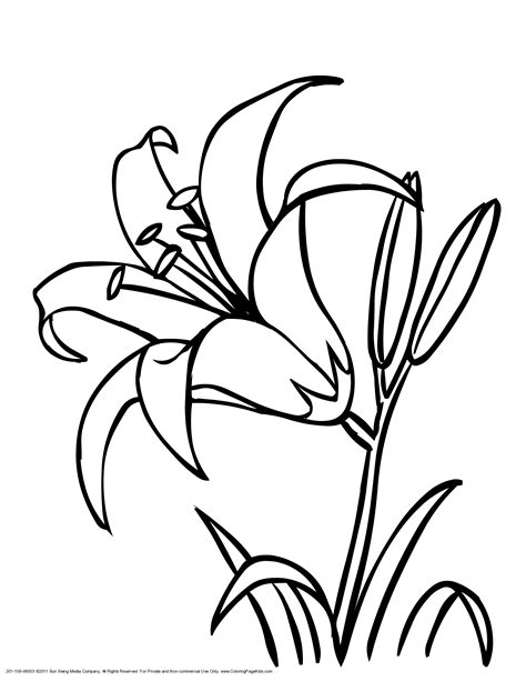 Water Lily Outline - ClipArt Best