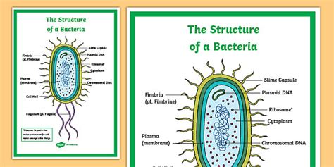 Bacteria Labelled Diagram | Science Display Poster | Twinkl