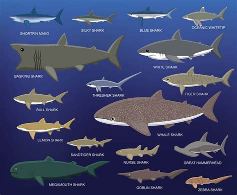 Basking Shark - Facts and Beyond | Biology Dictionary