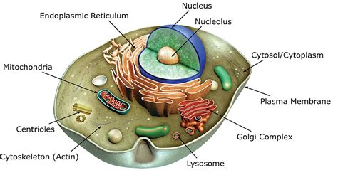 Cell Structures and Organelles | AAT Bioquest