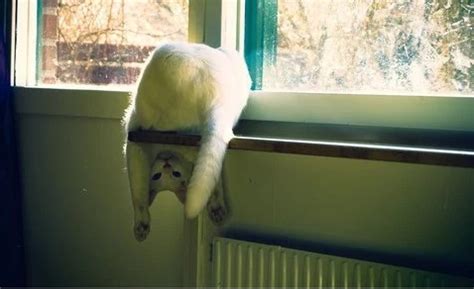 Top 10 Best Images of Upside Down Cats