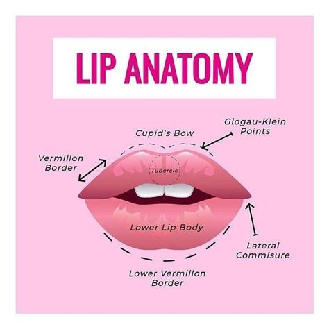 Dr Narin Adem . Lip anatomy The surface of the lip is comprised of four ...