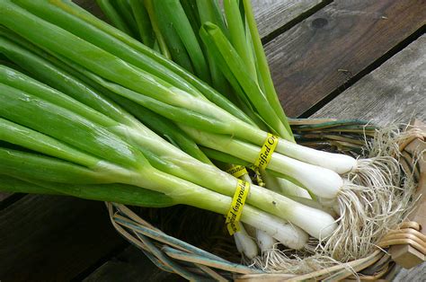 Green Onions | Recipes from Nash's Organic Produce