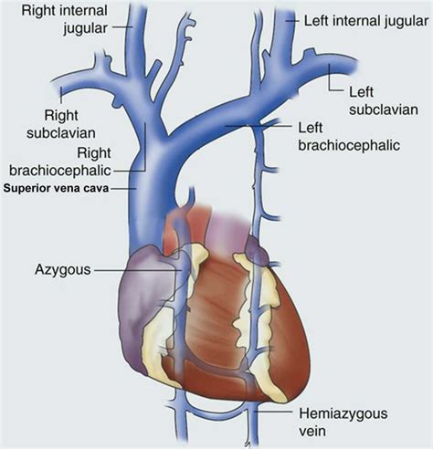 Superior vena cava anatomy, function & superior vena cava syndrome