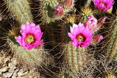 Cactus Flowers: Varieties and Care Guide | Bouqs Blog