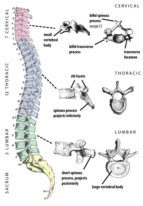 The different types of vertebrae in the human spine