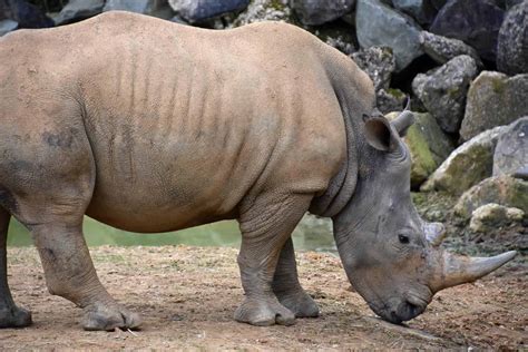 White Rhinoceros Animal Facts | Ceratotherium simum | AZ Animals