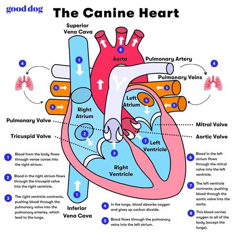 Canine Heart Health