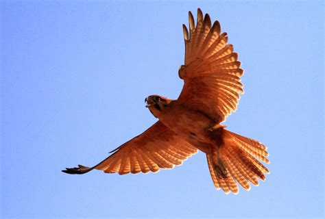 Richard Waring's Birds of Australia: Photos of the 10 Birds of Prey ...