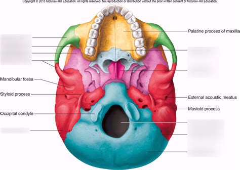 Bones of the Skull (Inferior View) Diagram | Quizlet