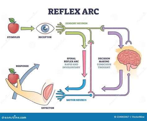 Reflex Arc Diagram Clipart Etc Clip Art Diagram Nerve Fiber | The Best ...