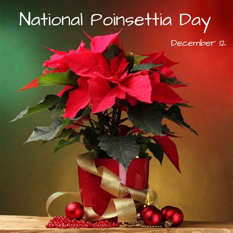 National Poinsettia Day - Dec. 12 | Orthodontic Blog | myorthodontists.info