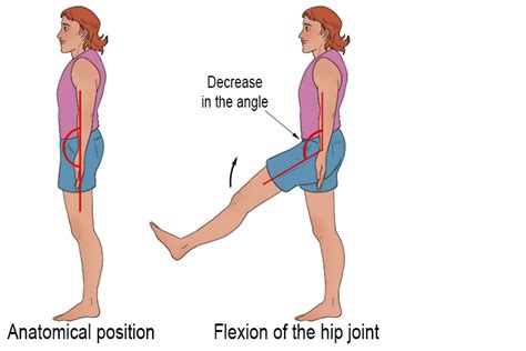 Hip Flexion - Mammoth Memory definition - remember meaning