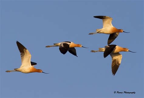 Avocet In Flight | Bill Parris | Flickr