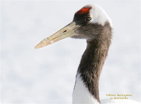 Hokkaido Photography Workshops - Exploring Red-Crowned Crane Symbolism ...