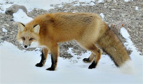 Red Fox: Animals of North America - WorldAtlas