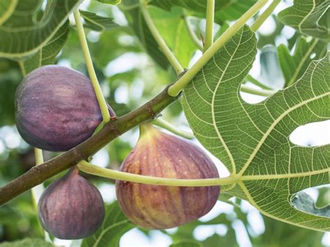 Fig Tree Care Guide – How And When To Plant Fig Trees