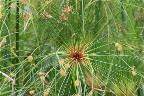 Cyperus papyrus (Papyrus)