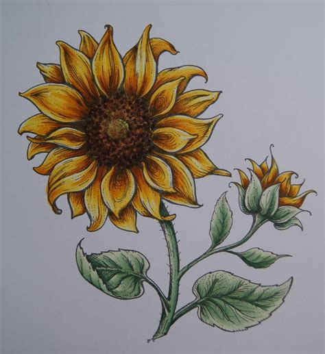 Pin by Geovana on sunflower drawings | Sunflower art, Sunflower drawing ...