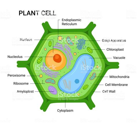 Illustration of the Plant cell anatomy structure. Vector infographic ...