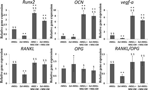 Results of real-time RT-PCR for Zol rMSCs treated with MSC-CM. The ...