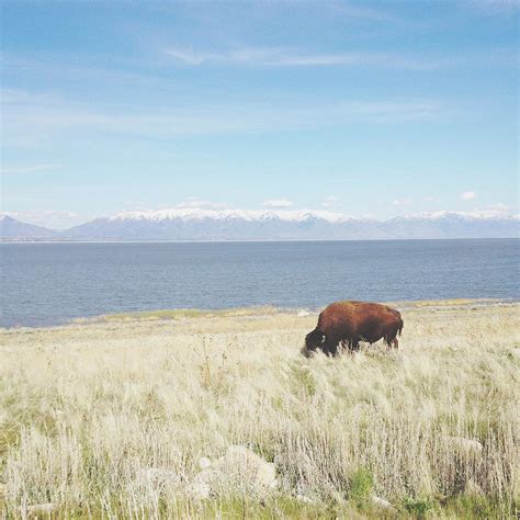 Grazing Bison by Kevinruss