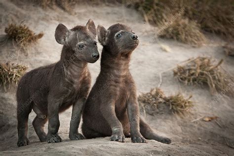 Two spotted hyena cubs - Stock Image - F025/4058 - Science Photo Library