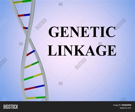 Genetic Linkage Image & Photo (Free Trial) | Bigstock