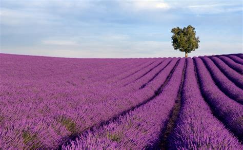 How to Visit the Lavender Fields in Provence - 2021 Travel ...