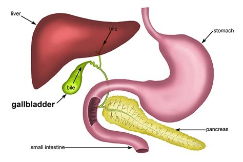 The gallbladder stores bile produced in the liver