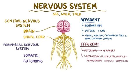 Nervous system anatomy and physiology - Osmosis