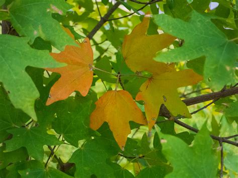 Bigtooth Maple Leaves.jpg | Autumn, 2918 | Chris Vreeland | Flickr