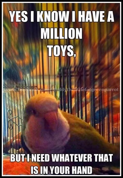 101 best parrot memes images on Pinterest | Parrots, Budgies and Parakeets