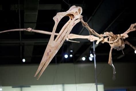 Quetzalcoatlus: What you need to know about the largest flying animal ...