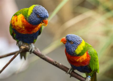 6 aves increíbles que sólo puedes encontrar en Australia - National ...