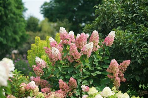 3 Tips for Growing Hydrangeas in Full Sun - My Proven Winners ColorChoices