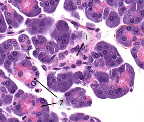 Pancreas: Exocrine and Endocrine – Veterinary Histology