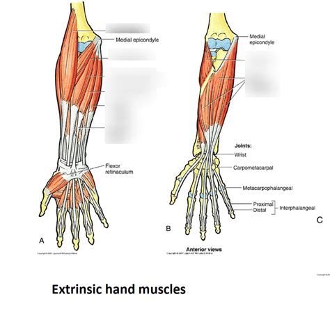 Extrinsic Muscles Of Wrist And Hand Diagram Diagram Quizlet, 57% OFF